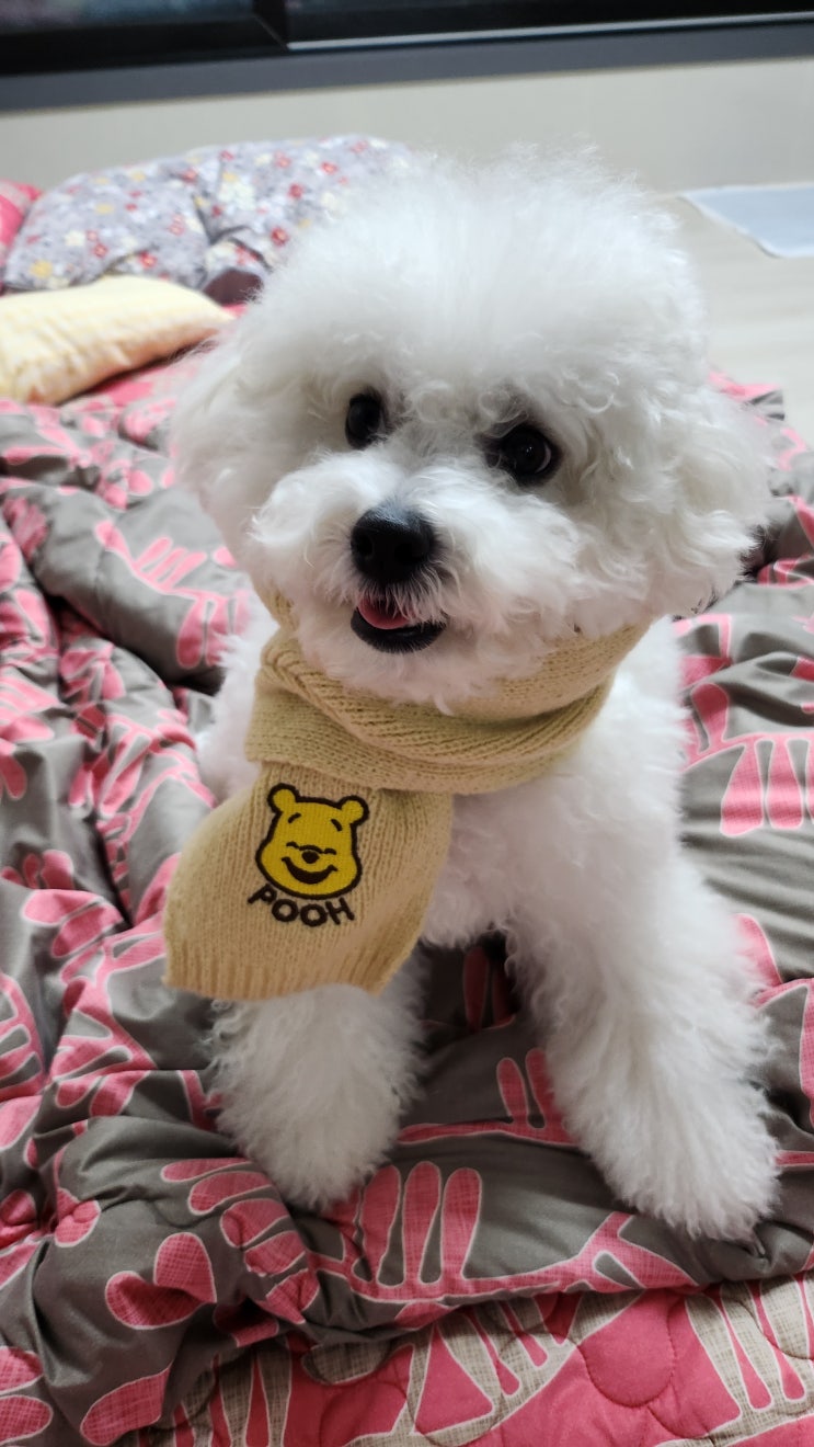  다이소 꿀템 강아지 목도리 모자