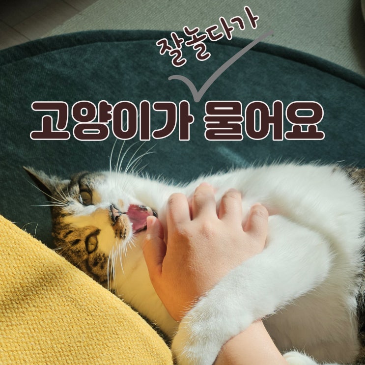  내 고양이가 궁팡 받다가 손가락을 무는이유