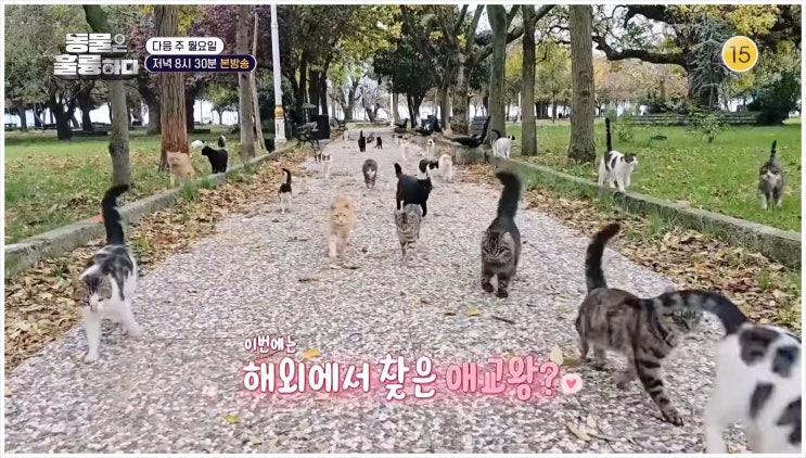  동물은훌륭하다 애니캠 김명철 수의사 튀르키예 이스탄불 순례견 루카 개구리 반려동물 리머 리프 프록 양서류 멸종위기종 은초딩 장도연 데프콘 KBS2
