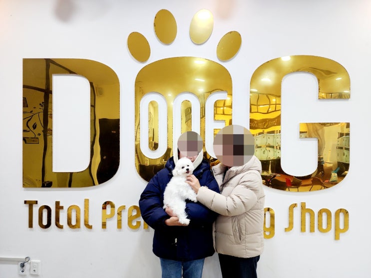  왜 세종 원독에서 강아지를 분양받아야 할까요?푸들과 찰떡궁합! 세종시 미니비숑 입양 이야기 