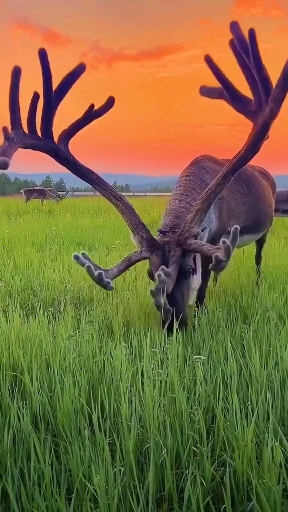 자애 자애