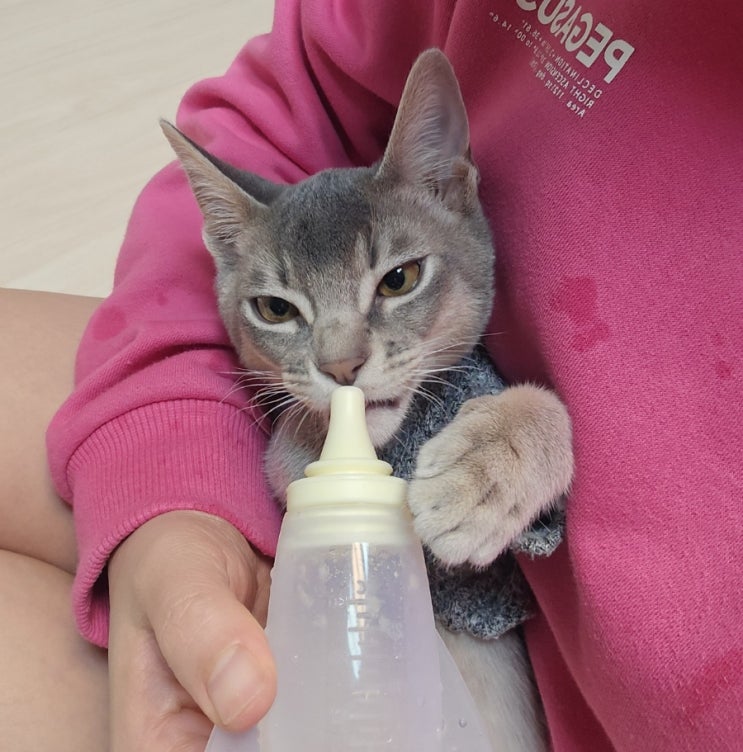  고양이 유산균 약먹이기 베스트 프라이스 푸루틴 유산균