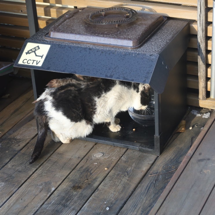  길고양이 밥 주면 생기는 일! 겨울 건강하게 보내기, 캐츠랑 키튼 8kg