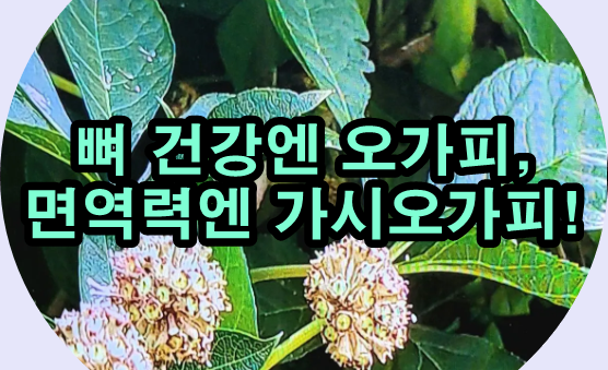  비슷하지만 다른 오가피와 가시오가피 차이와 효능은?