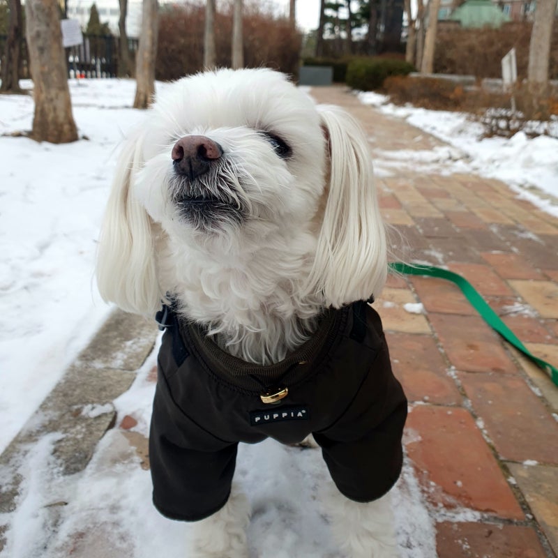 강아지 오드아이, 건강에 문제는 없을까요?