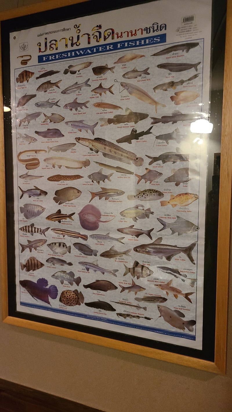 전 세계의 초대형 민물고기들을 볼 수 있는 곳 세계담수어원 \, image size:800x1422