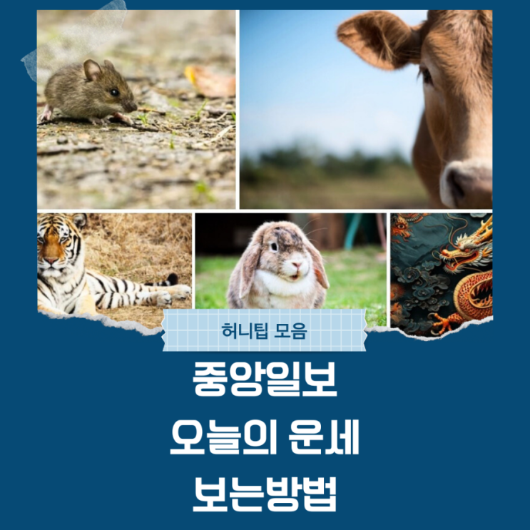 중앙일보 오늘의 운세로 보는 나의 하루
