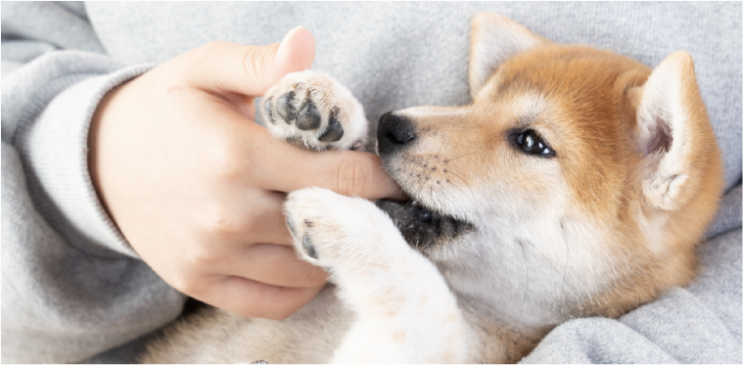  떨려요.처음 우리집 강아지! ?