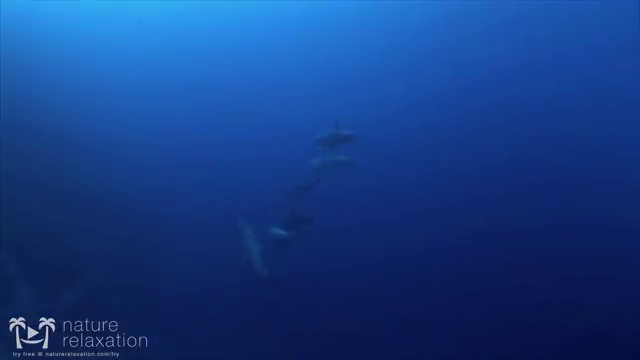  반려견운동지도사 , 반려견운동지도사자격증 합격 후기 , 학습방법
