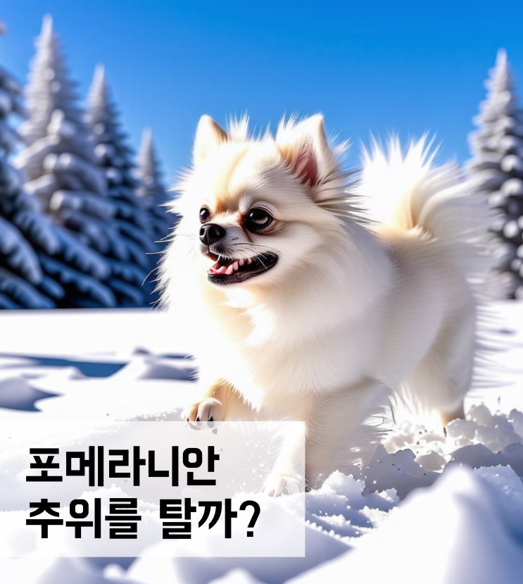  포메 추위 타는걸까? 안타는걸까? (겨울철 관리방법)