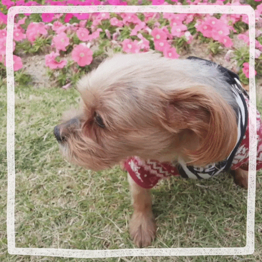  강아지 치매 초기증상 및 치료 예방방법