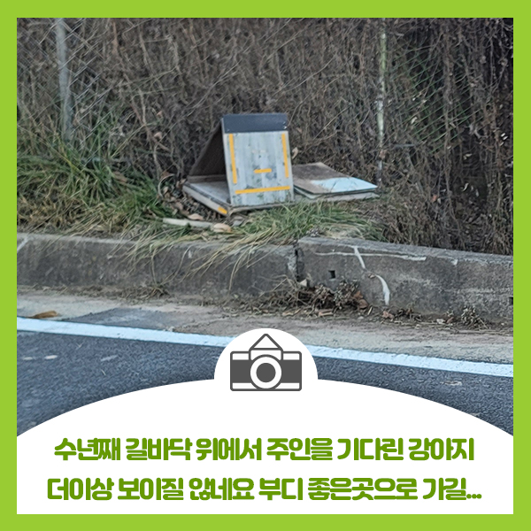  수년째 길바닥 위에서 주인을 기다린 강아지 더이상 보이질 않네요