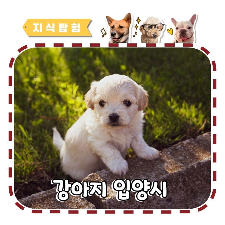  강아지 입양시 필요한 물품과 준비 리스트