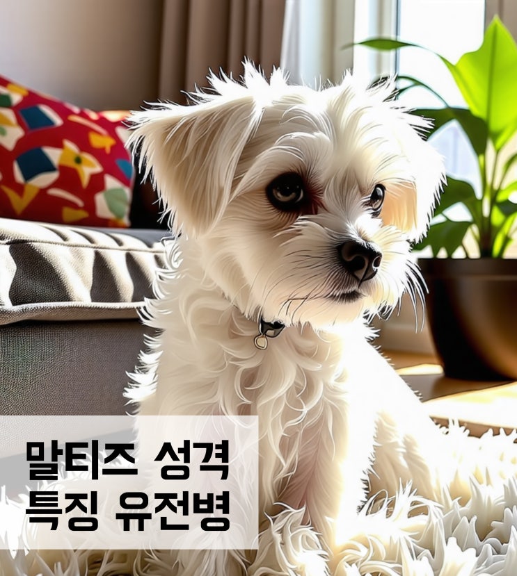  말티즈 성격 및 특징 유전병 수명