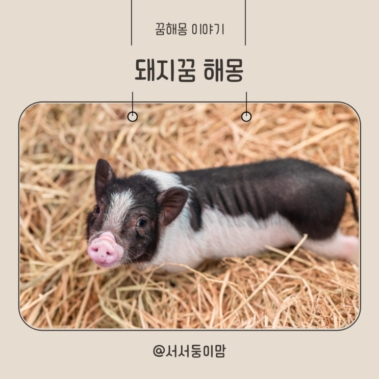  큰 돼지꿈 해몽 새끼 돼지꿈 검은 돼지꿈