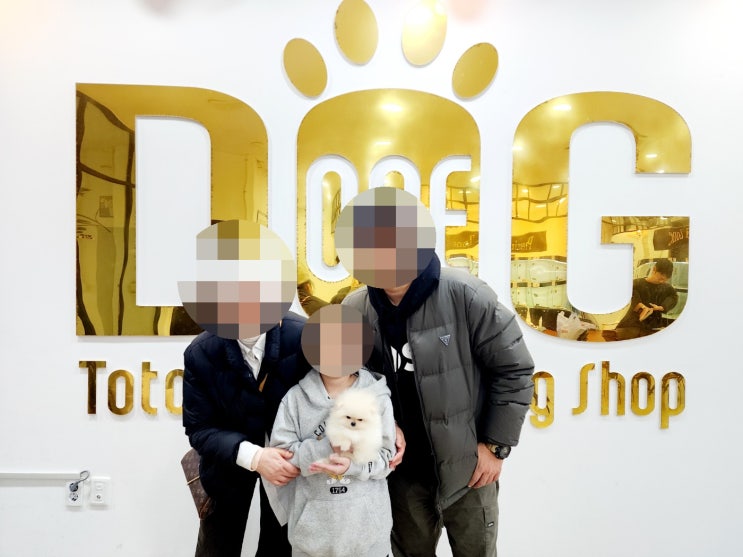  세종 강아지분양 전문 원독 애견분양  센터, 전국에서 모이는 포메라니안 분양 명소 세종시 강아지분양의 자부심!