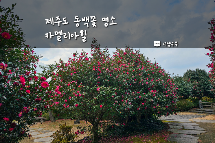  제주도 서쪽 동백꽃 명소 카멜리아힐 12월 동백 현황 겨울 제주 서귀포 가볼만한곳