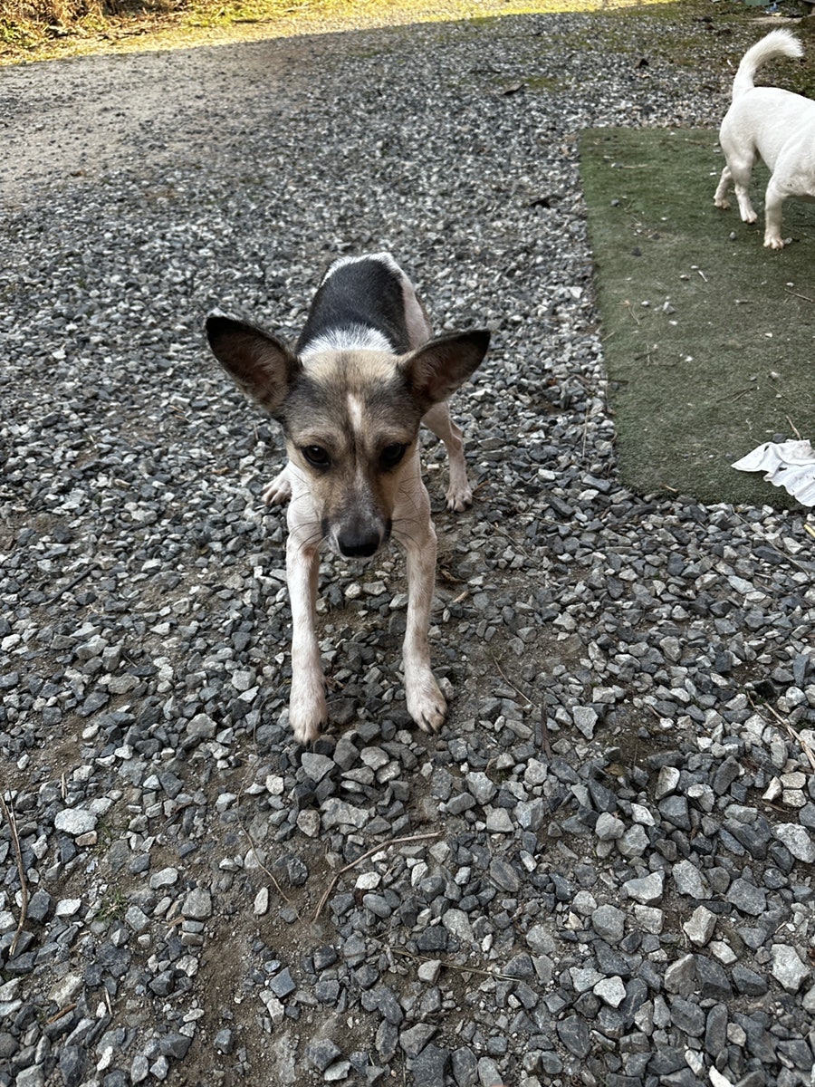 숲속의동물병원 사진 6