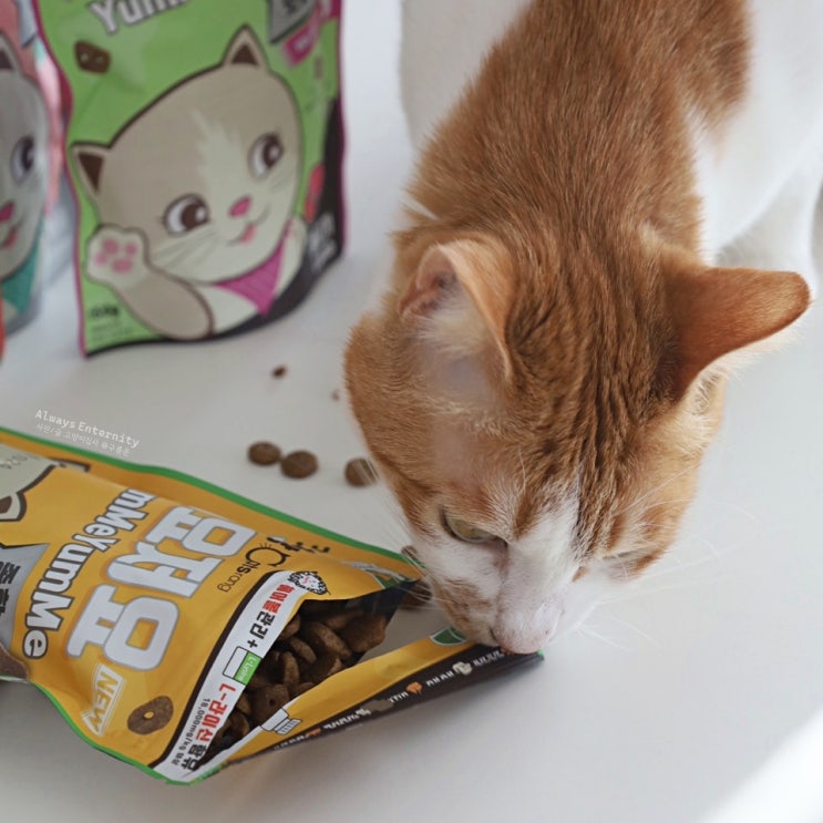  고양이 간식 베스트셀러, 마성의 맛! 캐츠랑 저요저요