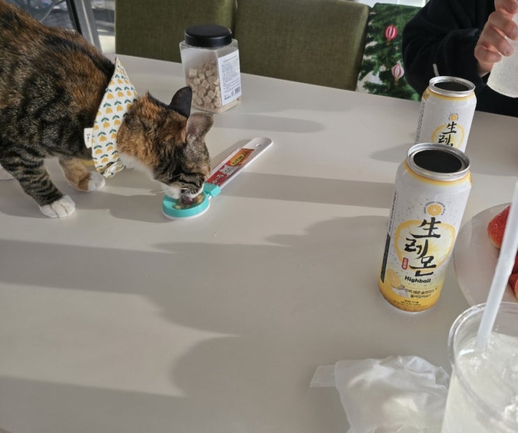  평온한 하루가 소중한 윌리와 메리크리스마스!