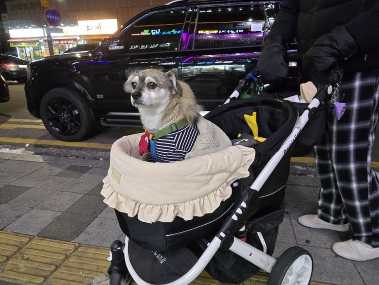  강단풍 일상 평범함이 제일 좋은것이라는 것을 깨닫는 나이