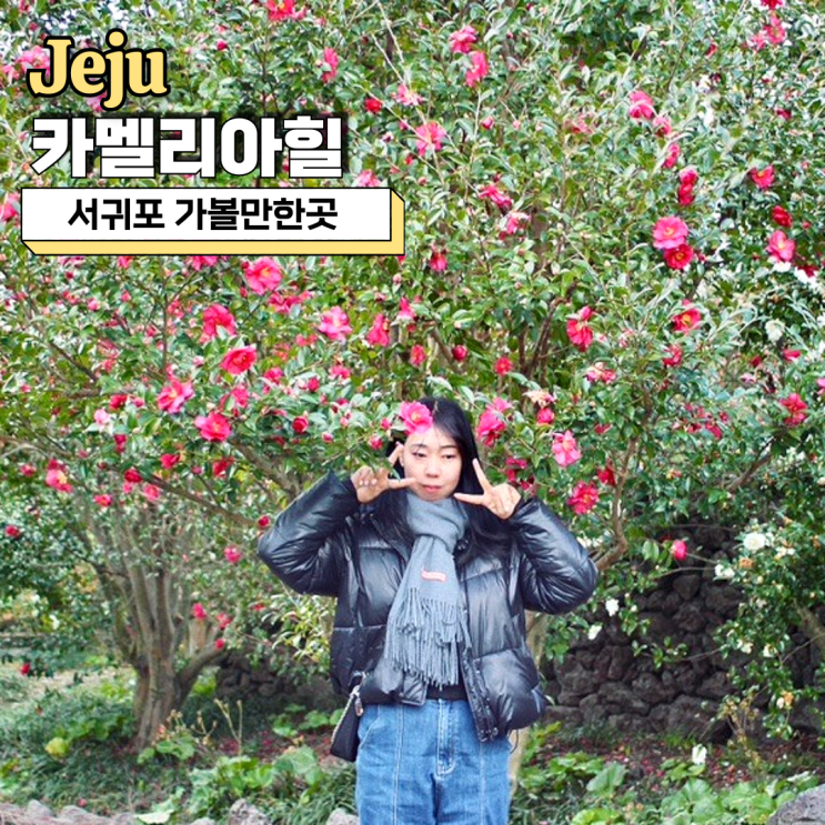  제주 서귀포 가볼만한곳, 동백 축제 12월 1월 카멜리아힐