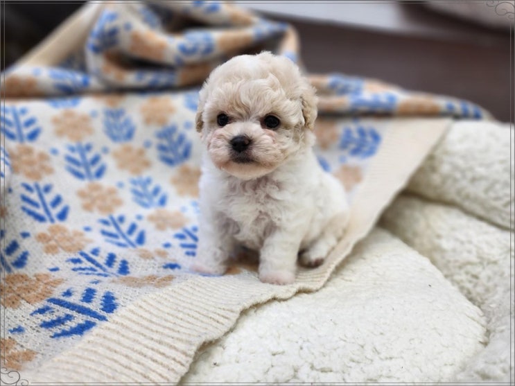 평택강아지분양 베리독 강아지고양이 평택본점