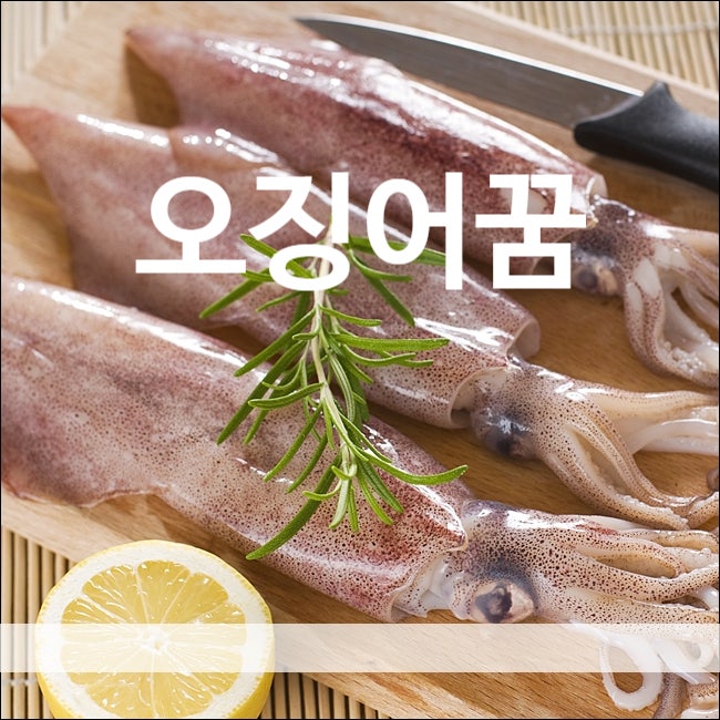 오징어꿈 해몽 오징어잡는꿈 길몽 풀이