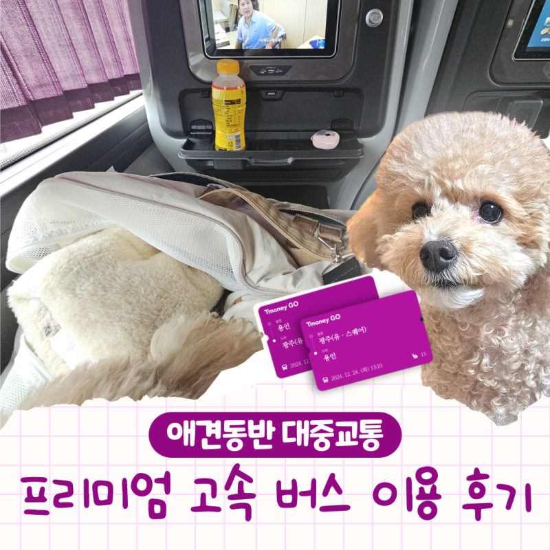 강아지랑 고속버스 타기｜프리미엄 고속버스 핸드폰 미러링 하는 방법｜강아지랑 장거리 이....
