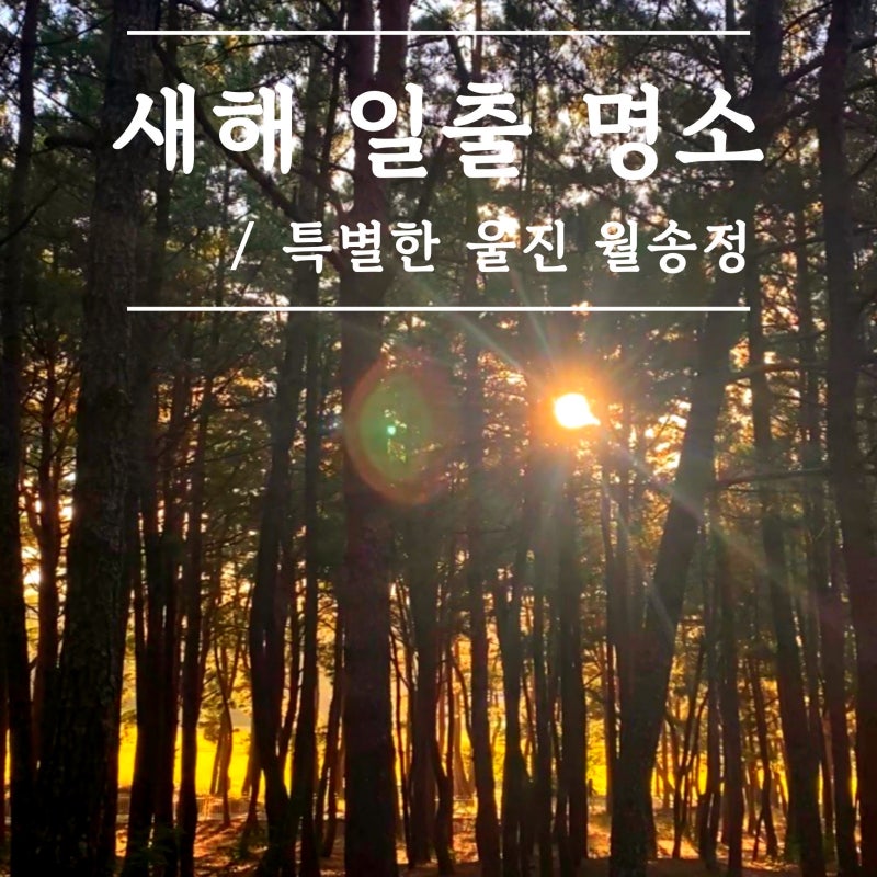 울진 월송정 바다 새해 해돋이 명소로 근사한 일출