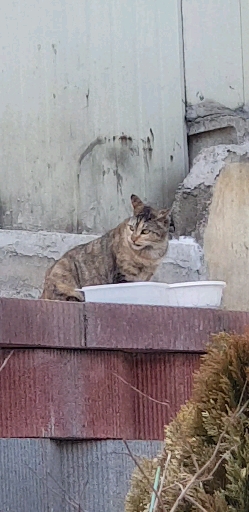 나폴레옹 나폴레옹