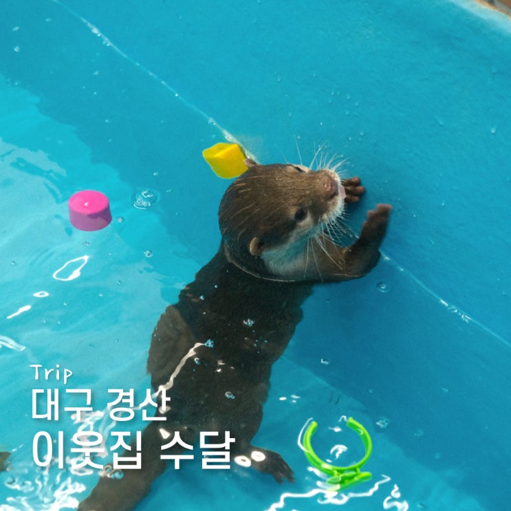 대구 근교 경산 귀여운 <b>수달 가족</b>들을 만날 수 있는 이웃집<b>수달</b>