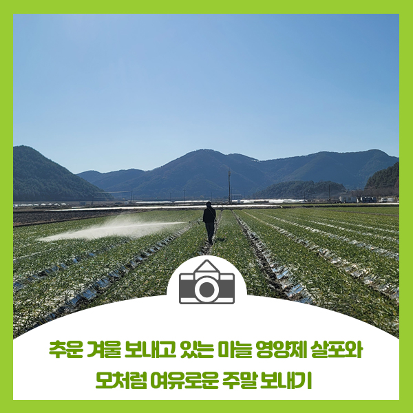  추운 겨울 보내고 있는 마늘 영양제 살포와 모처럼 여유로운 주말 보내기