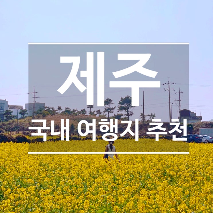  [여행]제주도 유채꽃 벚꽃 2박3일 코스 추천 (3월 봄여행 후기) -1부