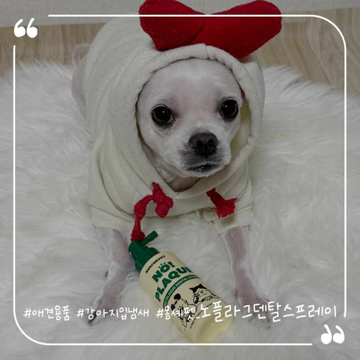  애견용품추천 강아지입냄새 몽셰펫 노플라그 덴탈스프레이