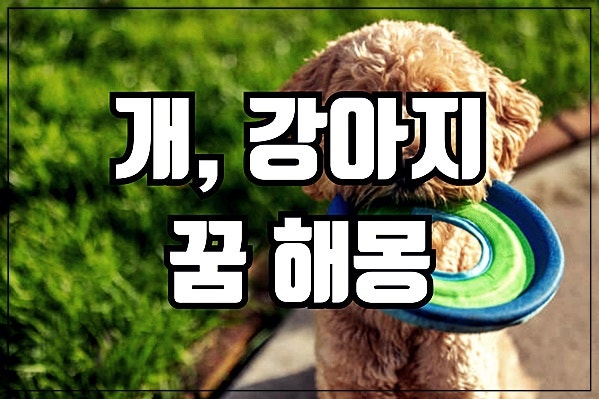 개 꿈 해몽 강아지 꿈 큰 개 꿈 많은 개 꿈 검은강아지 꿈 개 똥 꿈 개 사오는 꿈 반려견 꿈 등