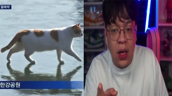 잘자요 고양이 밈