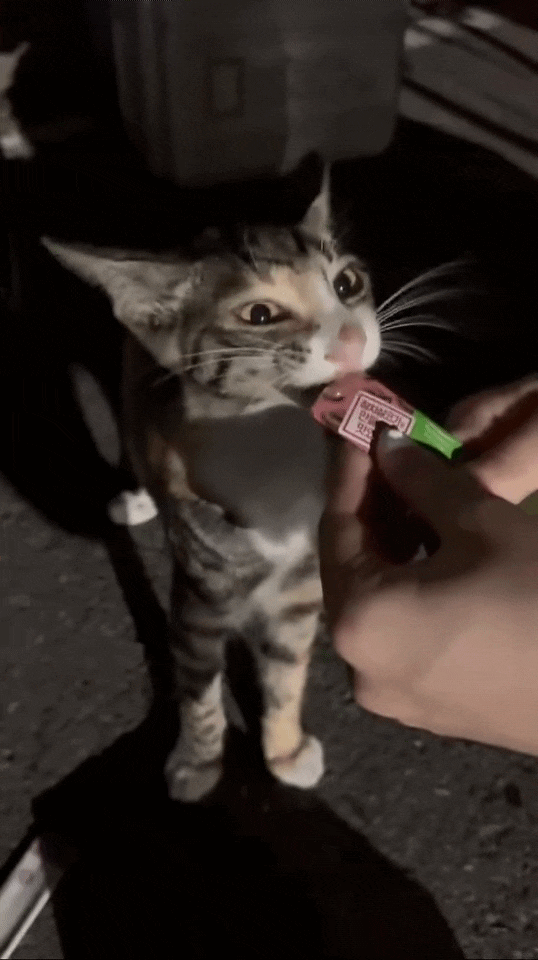  어린 길냥이 시절의 윌리를 아는사람이 나왔다!