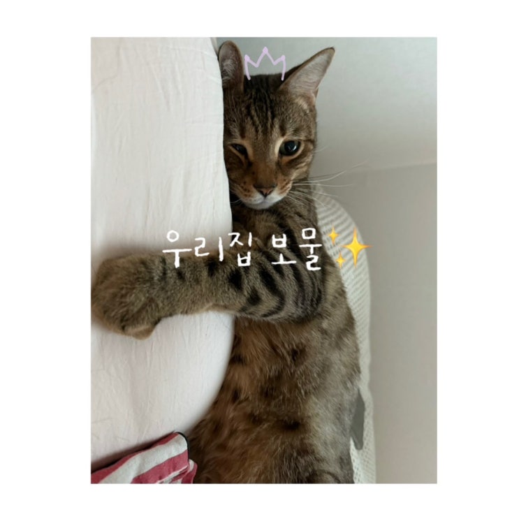  [김달이기록] 우리집 보물을 소개합니다.