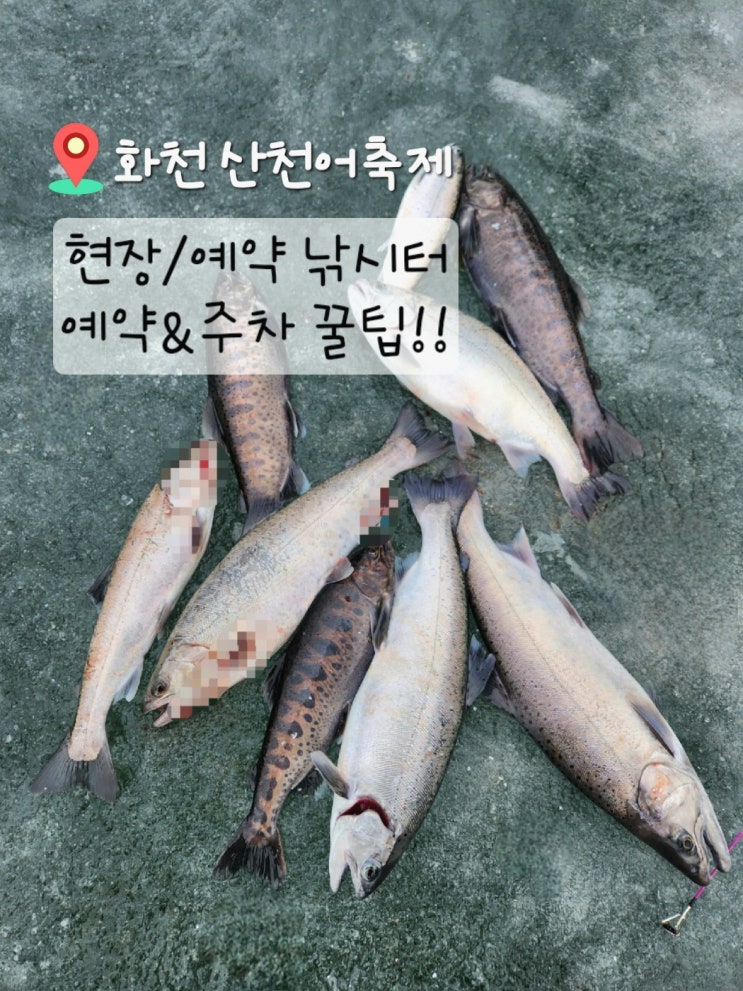  2025화천산천어축제 현장/예약낚시터 예약 가격 주차꿀팁