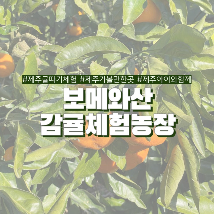  제주 함덕 귤따기 체험 보메와산 감귤체험농장 제주도 이색 여행코스 추천