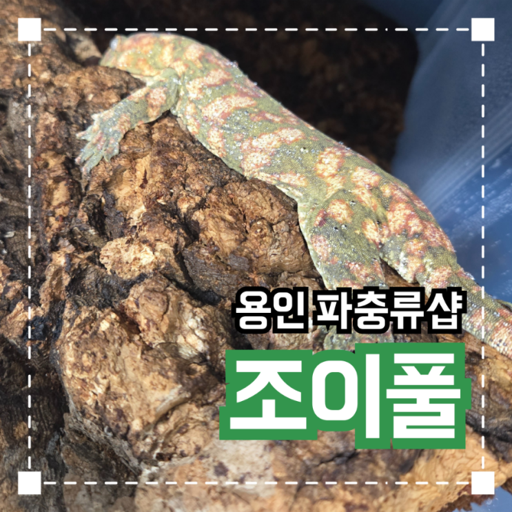  용인 파충류샵 ‘조이풀렙타일’