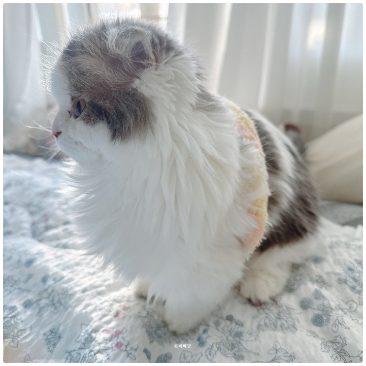  시흥 고양이 분양샵 베베멍에서 먼치킨 입양했어요 :)