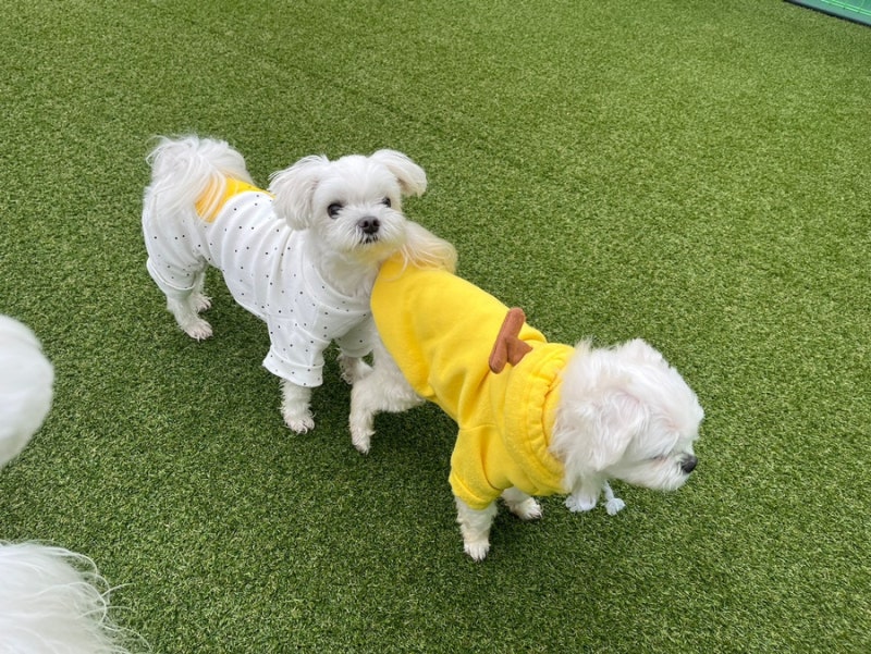 댕겨와유 애견유치원&호텔