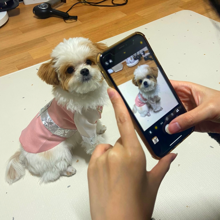  블로그 연말결산 강아지 블로거 호두두두