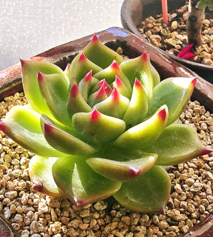  20241228 월토이, 블루드래곤, 블랙타이거