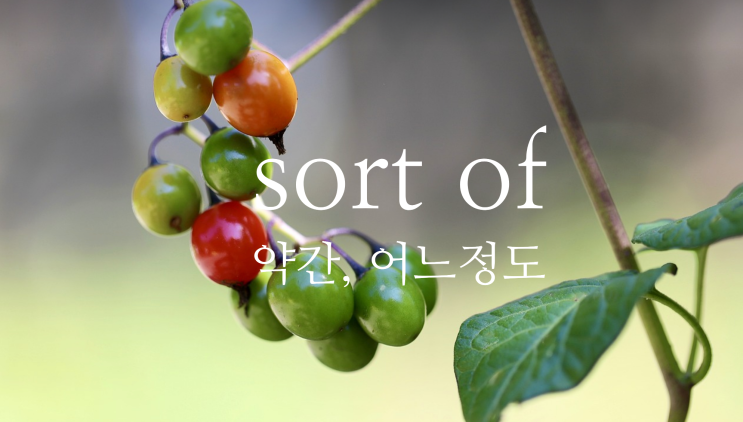  sort of - 약간, 어느정도 영어로