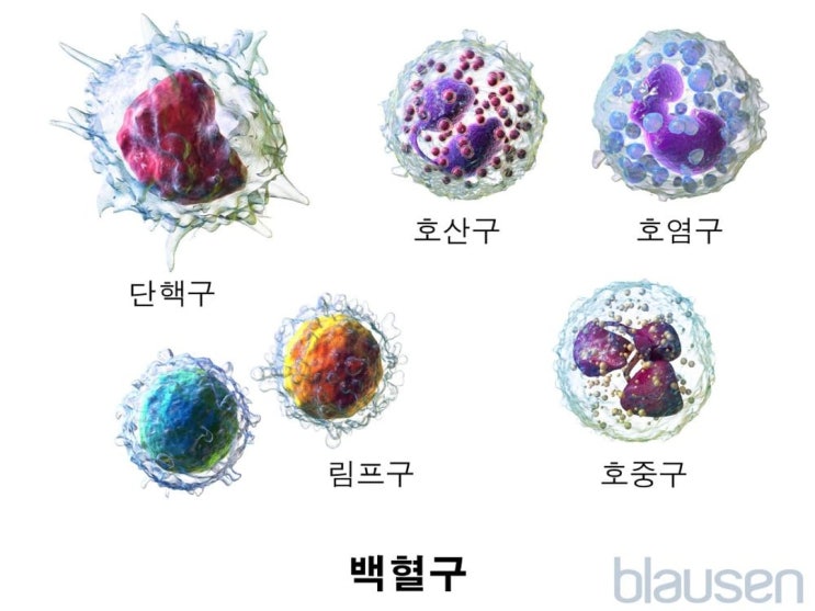 백혈구 장애의 개요