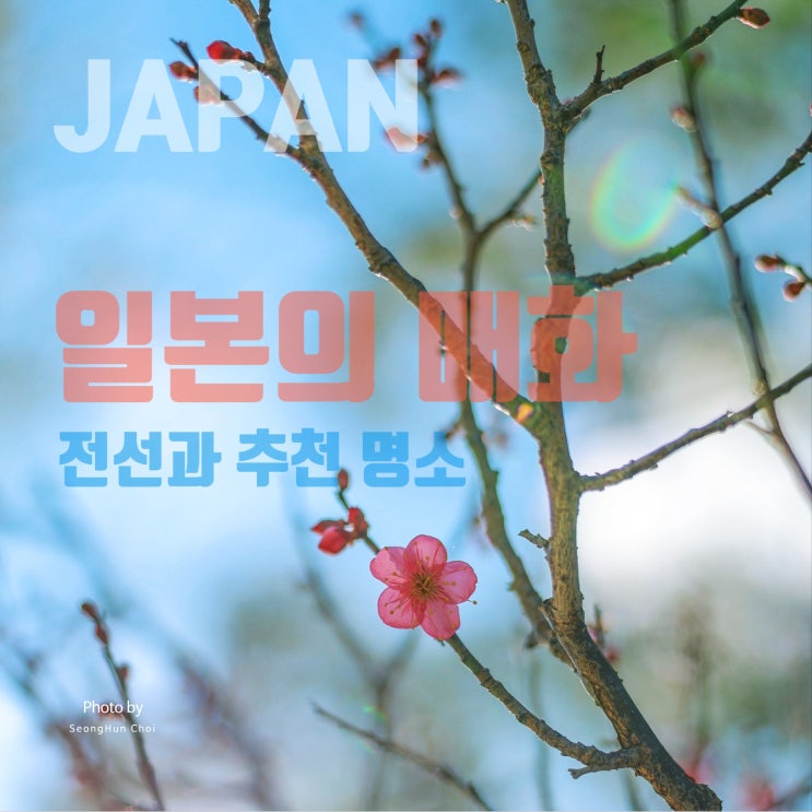  매화의 계절이 돌아왔다! 일본 여행자를 위한 얼렁뚱땅 매화 가이드: 일본 매화 개화 전선과 추천 명소