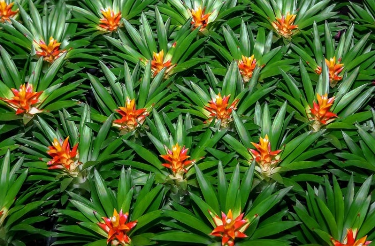  틸란드시아 꽃말 알아보기